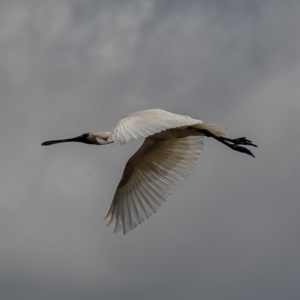 Platalea regia at Fyshwick, ACT - 25 Sep 2019