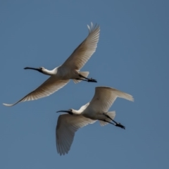 Platalea regia at Fyshwick, ACT - 25 Sep 2019 11:23 AM