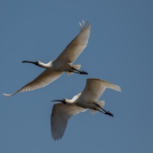 Platalea regia at Fyshwick, ACT - 25 Sep 2019 11:23 AM