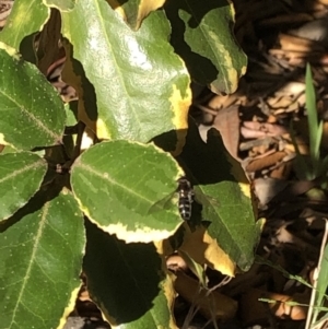 Syrphidae (family) at Aranda, ACT - 25 Sep 2019 04:17 PM