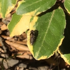 Syrphidae (family) at Aranda, ACT - 25 Sep 2019 04:17 PM