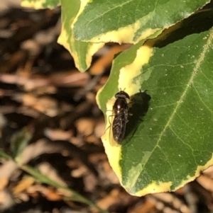 Syrphidae (family) at Aranda, ACT - 25 Sep 2019