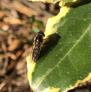 Syrphidae (family) at Aranda, ACT - 25 Sep 2019 04:17 PM