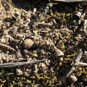 Myrmecia sp., pilosula-group at Aranda, ACT - 25 Sep 2019 04:23 PM