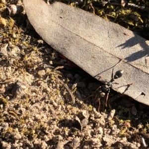 Myrmecia sp., pilosula-group at Aranda, ACT - 25 Sep 2019