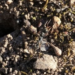 Myrmecia sp., pilosula-group at Aranda, ACT - 25 Sep 2019 04:23 PM