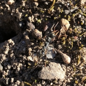 Myrmecia sp., pilosula-group at Aranda, ACT - 25 Sep 2019 04:23 PM