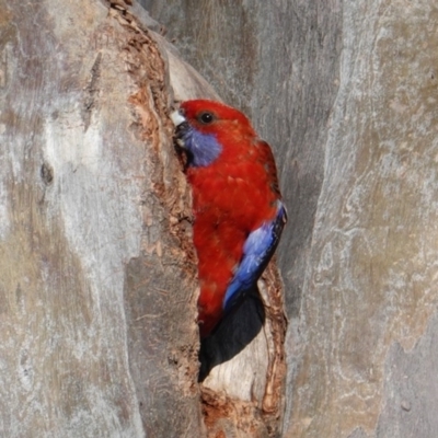 Platycercus elegans (Crimson Rosella) at Red Hill to Yarralumla Creek - 25 Sep 2019 by JackyF