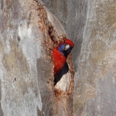 Platycercus elegans at Deakin, ACT - 25 Sep 2019 03:55 PM