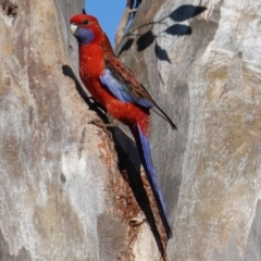 Platycercus elegans at Deakin, ACT - 25 Sep 2019 03:55 PM