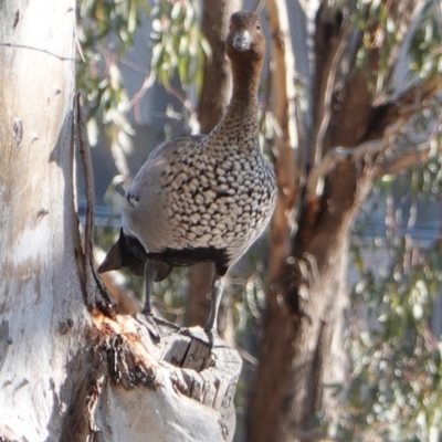 Chenonetta jubata (Australian Wood Duck) at Red Hill to Yarralumla Creek - 24 Sep 2019 by JackyF