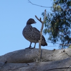 Chenonetta jubata at Deakin, ACT - 25 Sep 2019