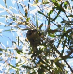 Melithreptus brevirostris (Brown-headed Honeyeater) at Mongarlowe, NSW - 25 Sep 2019 by LisaH