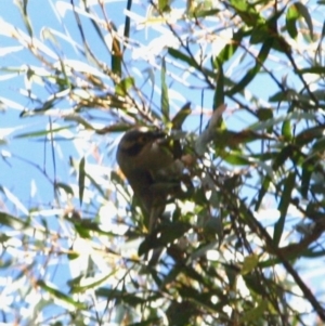 Melithreptus brevirostris at Mongarlowe, NSW - 25 Sep 2019