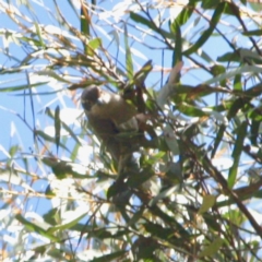 Melithreptus brevirostris at Mongarlowe, NSW - 25 Sep 2019
