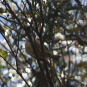 Melithreptus brevirostris at Mongarlowe, NSW - 25 Sep 2019