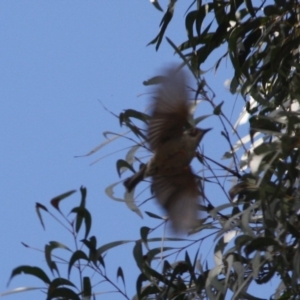 Melithreptus brevirostris at Mongarlowe, NSW - 25 Sep 2019