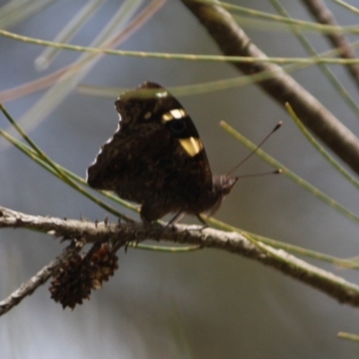 Vanessa itea (Yellow Admiral) at Mongarlowe, NSW - 25 Sep 2019 by LisaH