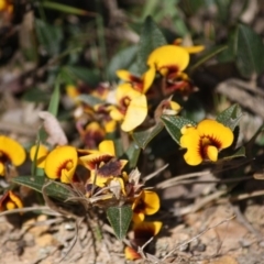 Platylobium parviflorum (Small-flowered Flat-pea) at Mongarlowe, NSW - 25 Sep 2019 by LisaH