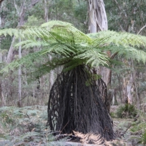 Dicksonia antarctica at Mongarlowe, NSW - 25 Sep 2019