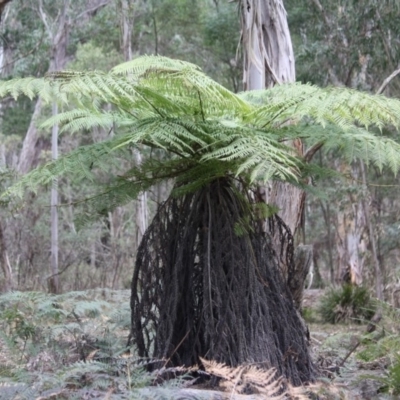 Dicksonia antarctica (Soft Treefern) at Mongarlowe, NSW - 25 Sep 2019 by LisaH