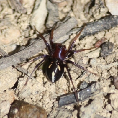 Habronestes bradleyi (Bradley's Ant-Eating Spider) at Mongarlowe River - 25 Sep 2019 by LisaH