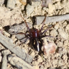 Habronestes bradleyi at Mongarlowe, NSW - 25 Sep 2019 02:17 PM