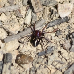 Habronestes bradleyi at Mongarlowe, NSW - 25 Sep 2019 02:17 PM