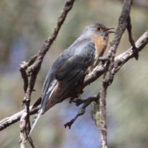 Cacomantis flabelliformis at Mongarlowe, NSW - 25 Sep 2019