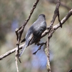 Cacomantis flabelliformis at Mongarlowe, NSW - 25 Sep 2019