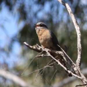 Cacomantis flabelliformis at Mongarlowe, NSW - 25 Sep 2019