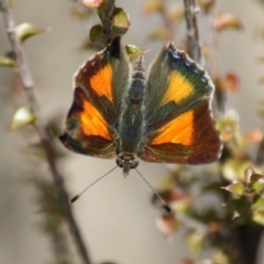 Paralucia aurifera (Bright Copper) at Mongarlowe River - 25 Sep 2019 by LisaH