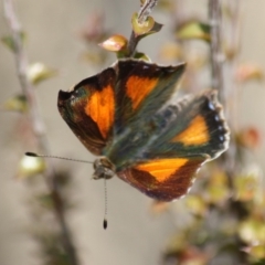 Paralucia aurifera at Mongarlowe, NSW - 25 Sep 2019 02:23 PM