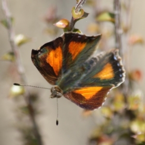 Paralucia aurifera at Mongarlowe, NSW - 25 Sep 2019