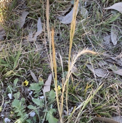 Vulpia bromoides (Squirrel-tail Fescue, Hair Grass) at Weston, ACT - 25 Sep 2019 by AliceH