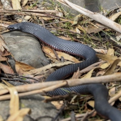Pseudechis porphyriacus (Red-bellied Black Snake) at Mogo State Forest - 20 Sep 2019 by Alison Milton