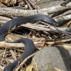 Pseudechis porphyriacus at Mogo, NSW - 20 Sep 2019