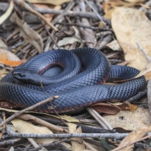 Pseudechis porphyriacus at Mogo, NSW - 20 Sep 2019 12:25 PM