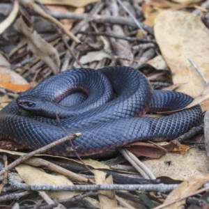 Pseudechis porphyriacus at Mogo, NSW - 20 Sep 2019