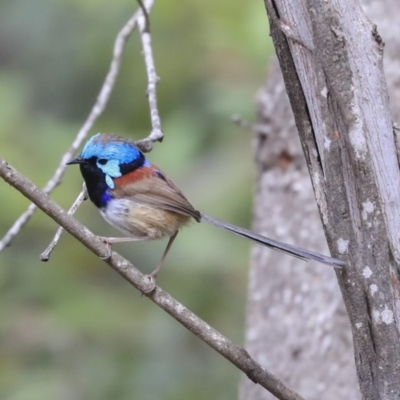 Malurus lamberti (Variegated Fairywren) at Mogo, NSW - 20 Sep 2019 by AlisonMilton
