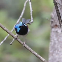 Malurus lamberti at Mogo, NSW - 20 Sep 2019