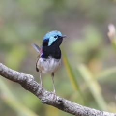 Malurus lamberti at Mogo, NSW - 20 Sep 2019