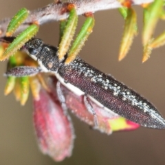 Rhinotia sp. (genus) (Unidentified Rhinotia weevil) at Bruce, ACT - 22 Sep 2019 by Harrisi