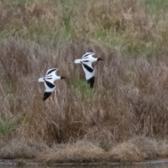 Recurvirostra novaehollandiae (Red-necked Avocet) at Fyshwick, ACT - 26 Sep 2019 by rawshorty