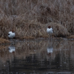 Recurvirostra novaehollandiae at Fyshwick, ACT - 26 Sep 2019