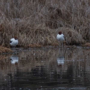 Recurvirostra novaehollandiae at Fyshwick, ACT - 26 Sep 2019