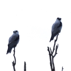 Elanus axillaris (Black-shouldered Kite) at Bega, NSW - 8 Feb 2019 by MatthewHiggins