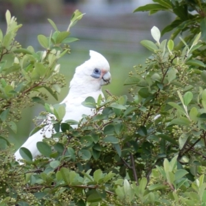 Cacatua sanguinea at Bega, NSW - 31 Jan 2019 05:55 PM