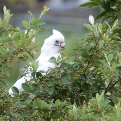 Cacatua sanguinea (Little Corella) at Bega, NSW - 31 Jan 2019 by MatthewHiggins