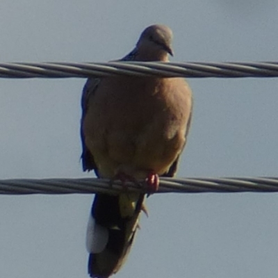 Spilopelia chinensis (Spotted Dove) at Wanniassa, ACT - 26 Sep 2019 by jks